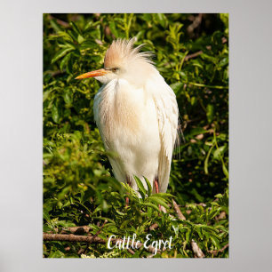 Poster bland boskapsetikettprofil