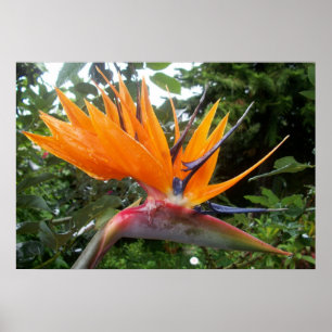 Poster blomma