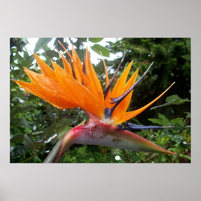 Poster blomma (Framsidan)