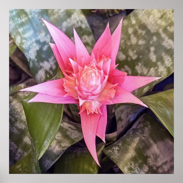 Poster blomma (Framsidan)