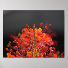 Poster blomma