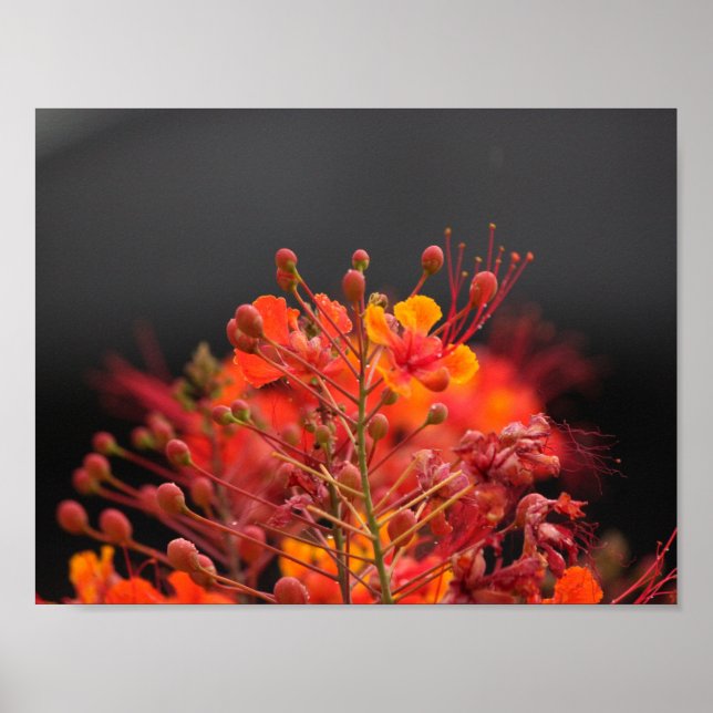 Poster blomma (Framsidan)