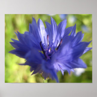 Poster blomma
