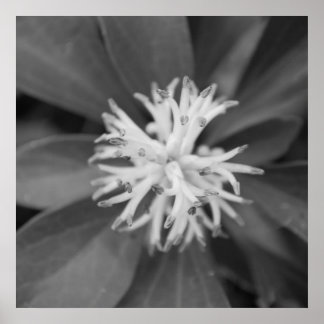 Poster blomma