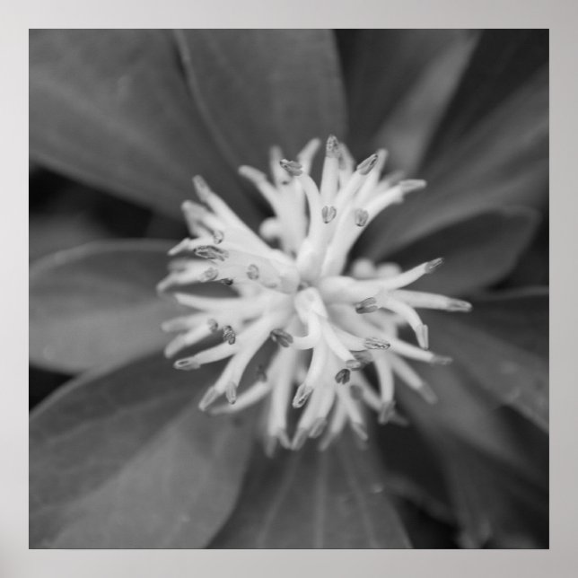 Poster blomma (Framsidan)