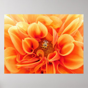 Poster-blomma/Ladybug Poster