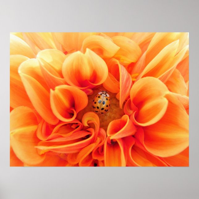 Poster-blomma/Ladybug Poster (Framsidan)