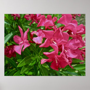 Poster Blommar av Oleander (Nerium oleander)