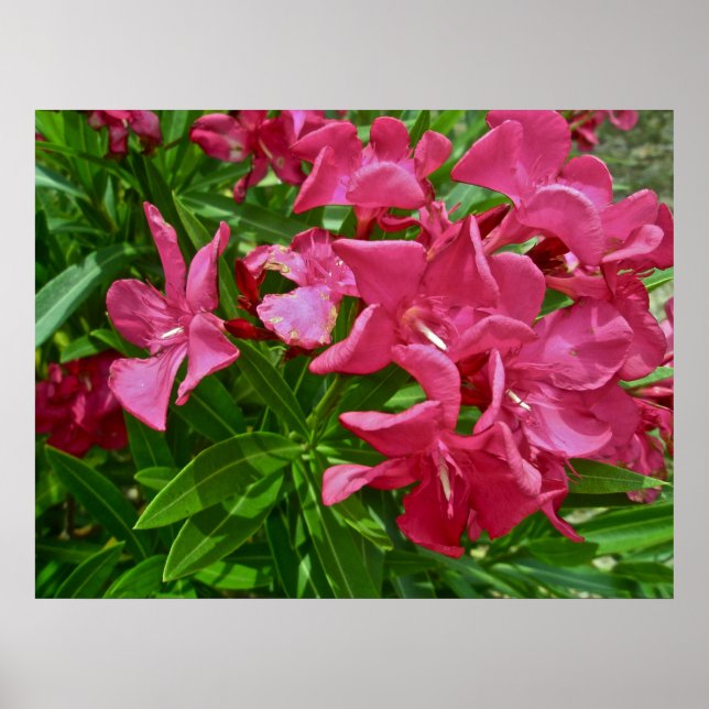 Poster Blommar av Oleander (Nerium oleander) (Framsidan)