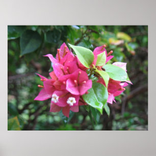 Poster blommor