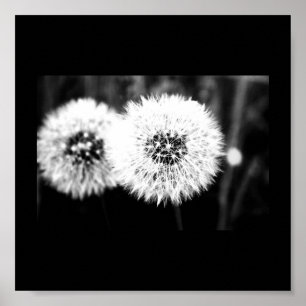 Poster-Blommor-141 Poster