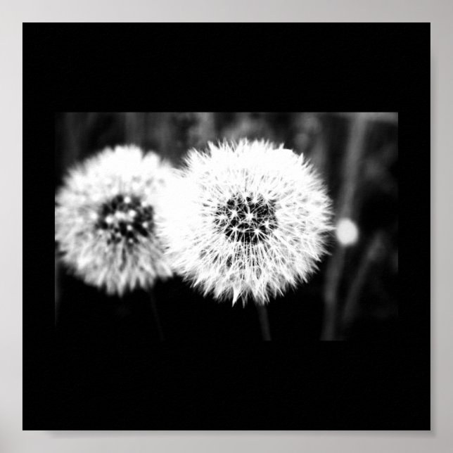 Poster-Blommor-141 Poster (Framsidan)