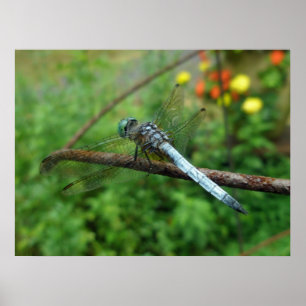 Poster Blue Dasher Dragonfly