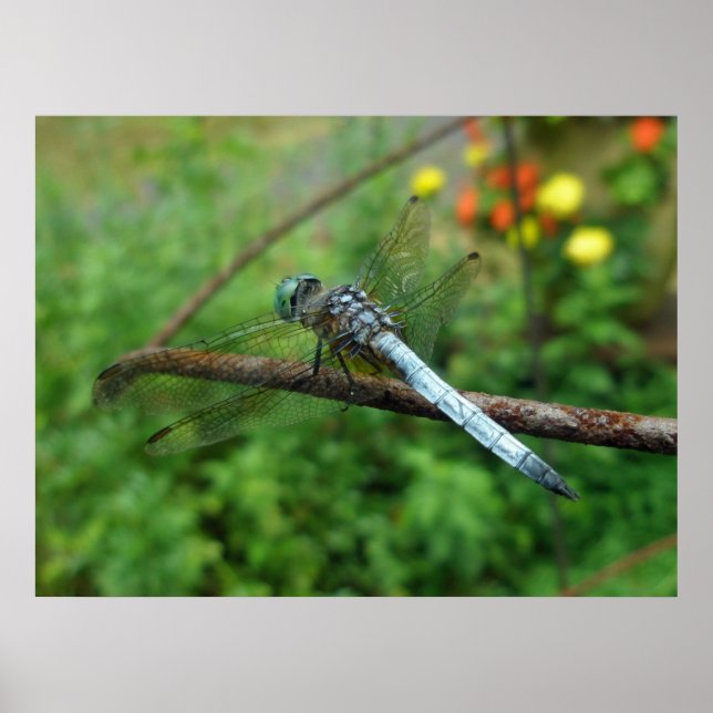 Poster Blue Dasher Dragonfly (Framsidan)
