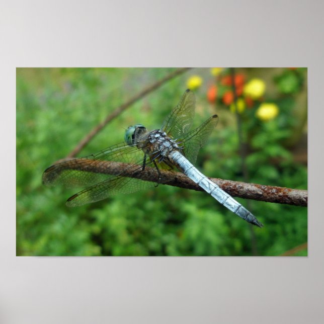 Poster Blue Dasher Dragonfly (Framsidan)