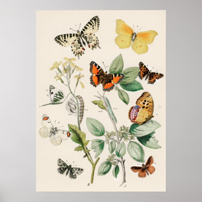 Pôster Borboletas e Mariposas by William F Kirby Poster (Framsidan)