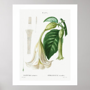 POSTER: BOTANICAL: ANGELS TRUMPET: REDOUTÉ POSTER