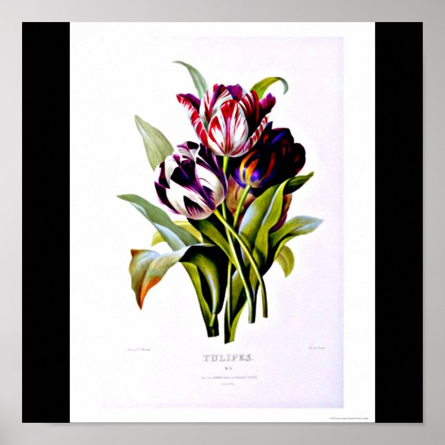 Poster-Botanicals-Pierre Joseph Redoute 15 Poster (Framsidan)