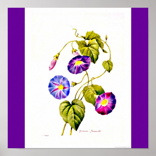 Poster-Botanicals-Pierre Joseph Redoute 6 Poster (Framsidan)