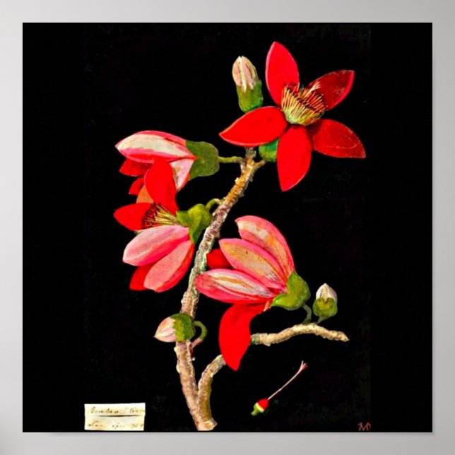 Poster-botaniska Art-Mary Delany 10 Poster (Framsidan)