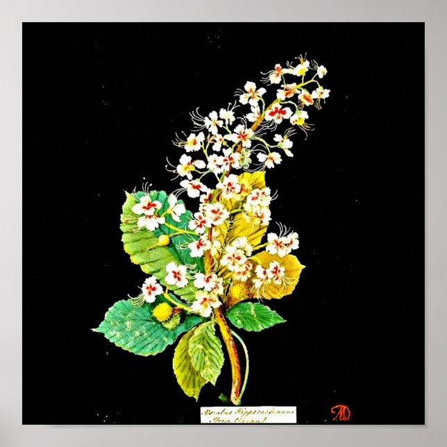 Poster-botaniska Art-Mary Delany 11 Poster (Framsidan)