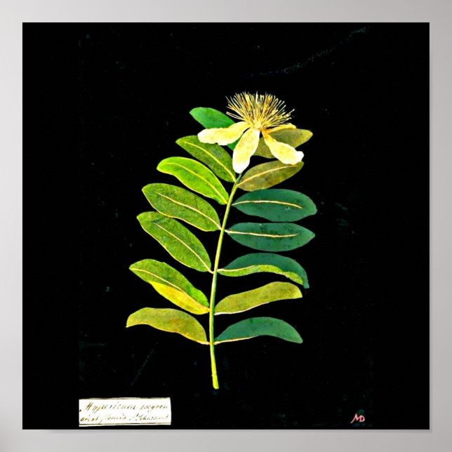 Poster-botaniska Art-Mary Delany 13 Poster (Framsidan)