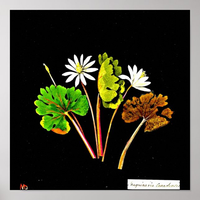 Poster-botaniska Art-Mary Delany 14 Poster (Framsidan)