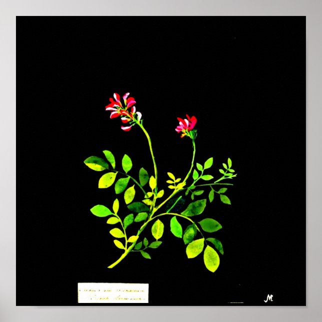 Poster-botaniska Art-Mary Delany 15 Poster (Framsidan)