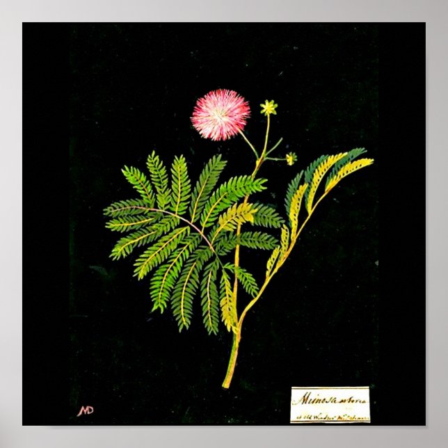 Poster-botaniska Art-Mary Delany 21 Poster (Framsidan)