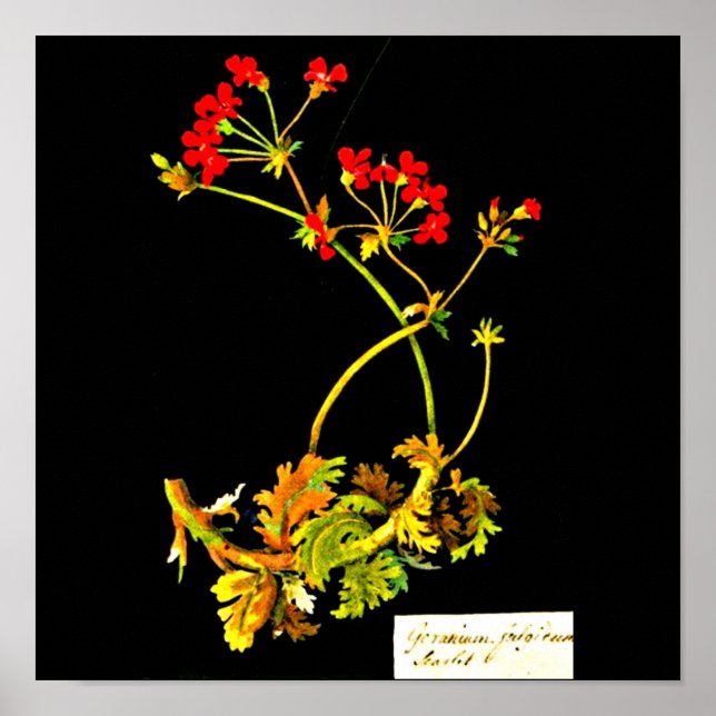 Poster-botaniska Art-Mary Delany 22 Poster (Framsidan)