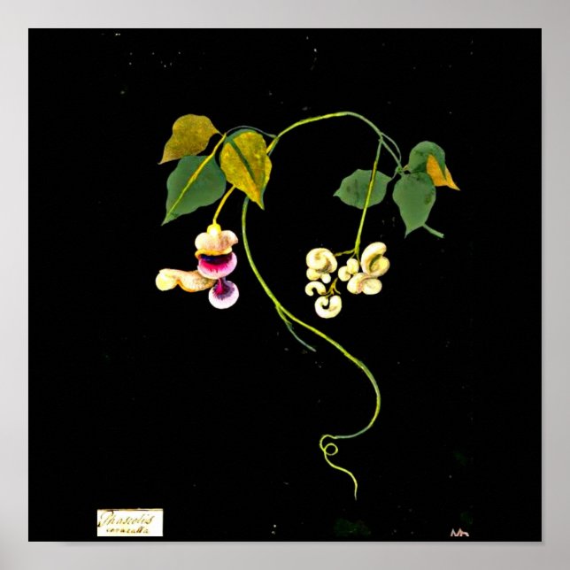 Poster botaniska Art-Mary Delany 5 (Framsidan)