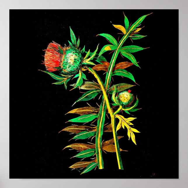 Poster botaniska Art-Mary Delany 6 (Framsidan)