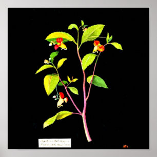 Poster botaniska Art-Mary Delany 7