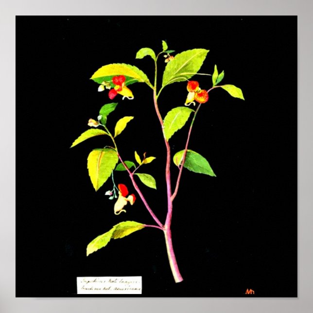 Poster botaniska Art-Mary Delany 7 (Framsidan)