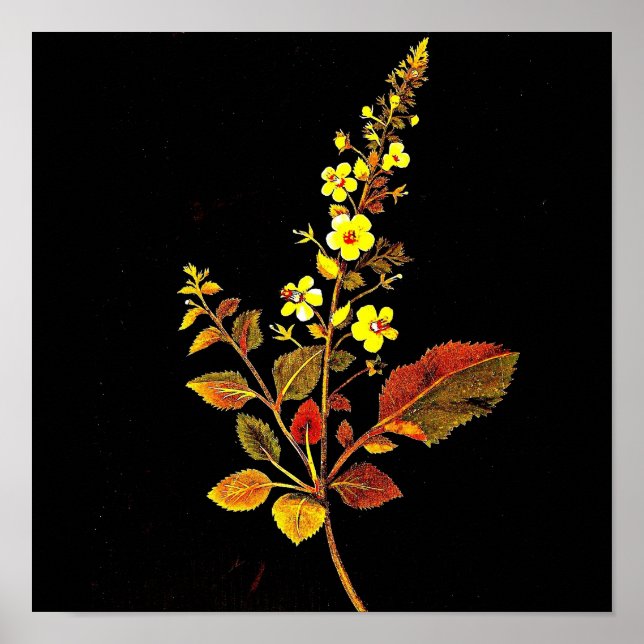 Poster botaniska Art-Mary Delany 8 (Framsidan)