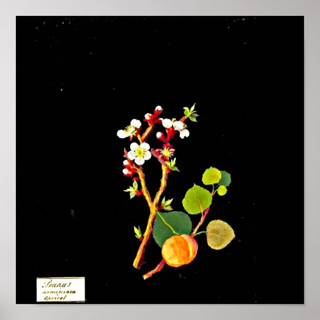 Poster botaniska Art-Mary Delany 9 (Framsidan)