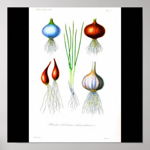 Poster-botaniska lök-lök och vitlök poster