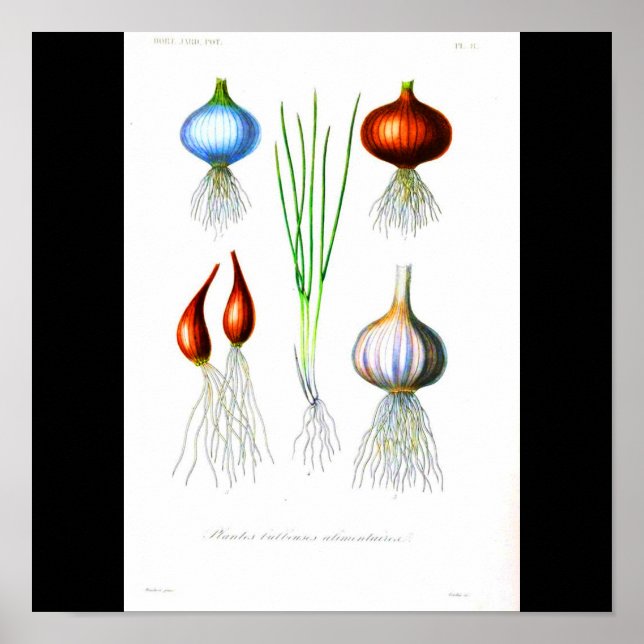 Poster-botaniska lök-lök och vitlök poster (Framsidan)