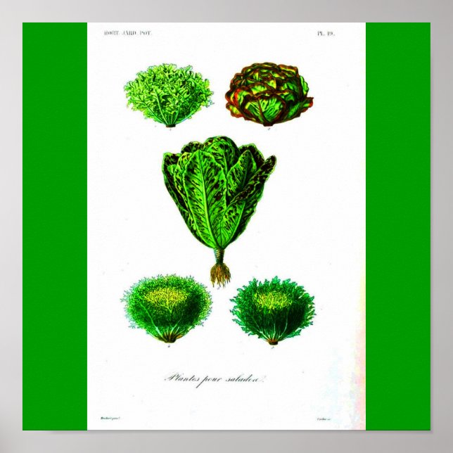 Poster-botaniska sallat poster (Framsidan)