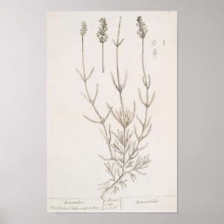 Poster botaniskt utskrift av lavender
