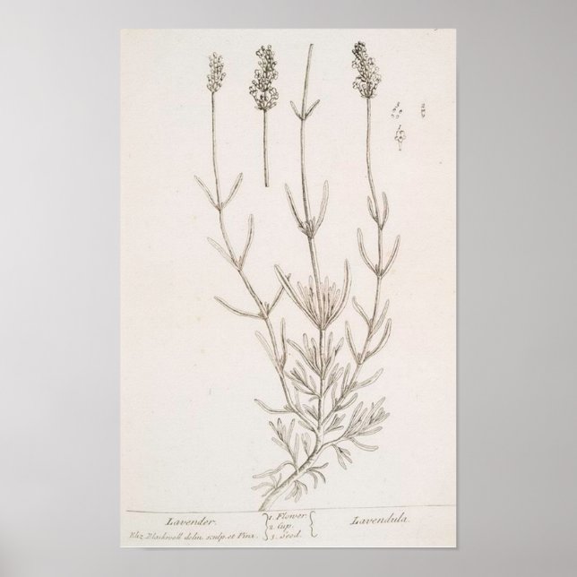 Poster botaniskt utskrift av lavender (Framsidan)
