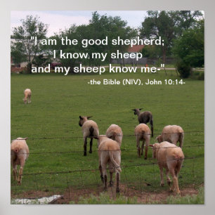 Poster/Bra Shepherd Poster