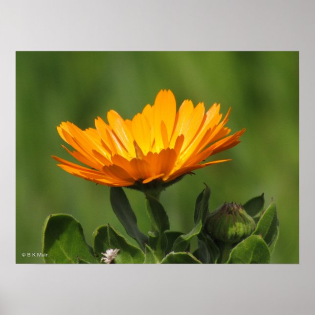 Poster - Calendual-Blommar (Framsidan)