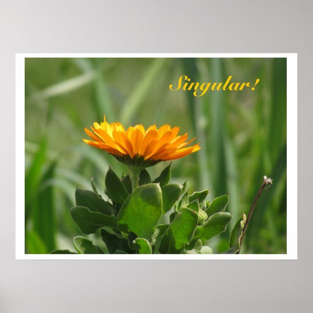 Poster - Calendula Bloom (Framsidan)