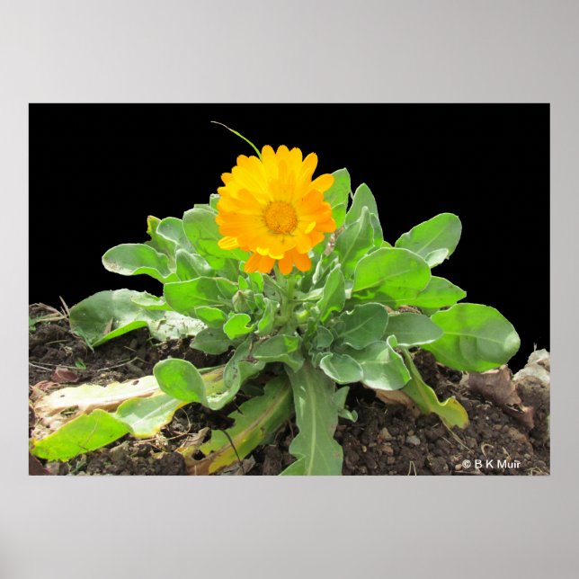 Poster - Calendula Blossom (Framsidan)