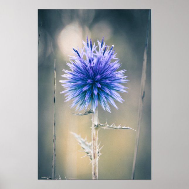 Poster Chardon Bleu (Framsidan)