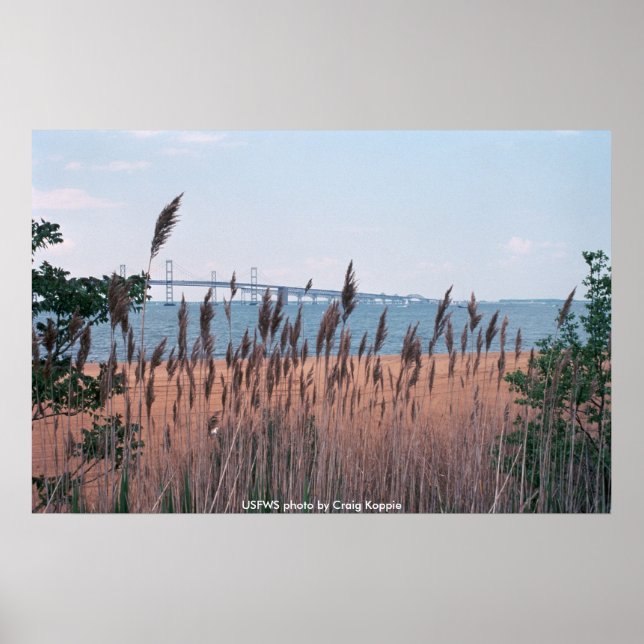 Poster/Chesapeak Bay Bridge Poster (Framsidan)