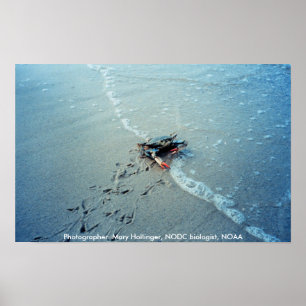 Poster/Chesapeake Bay Female Blue Crab Poster