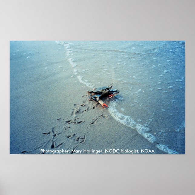 Poster/Chesapeake Bay Female Blue Crab Poster (Framsidan)