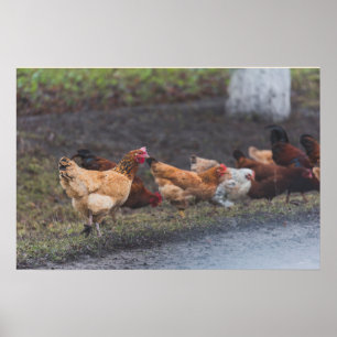Poster-Chickens på vägarna Poster